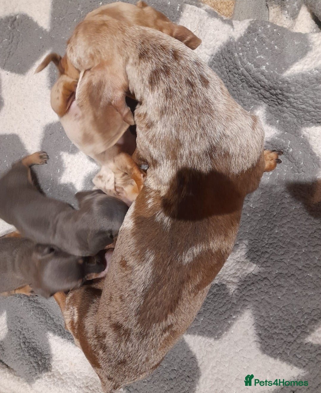 Miniature Dachshund dogs for sale: Miniature dachshund puppies  - Advert 3