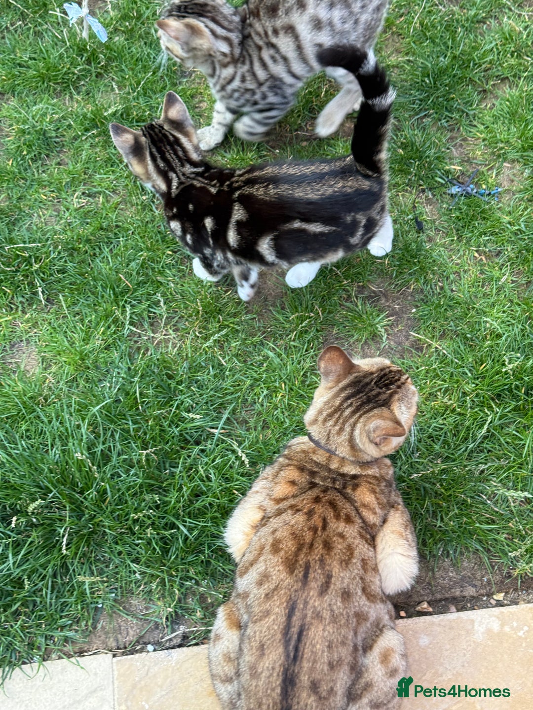 Bengal cats for sale: Bengal/British Shorthair  - Image 5