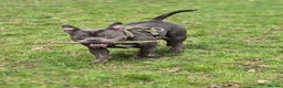 American Bully dogs for sale: Pocket bully - Advert 3