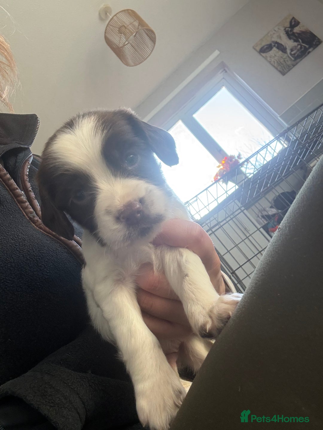 Sprocker dogs for sale: SPROCKER PUPPIES  - Advert 5