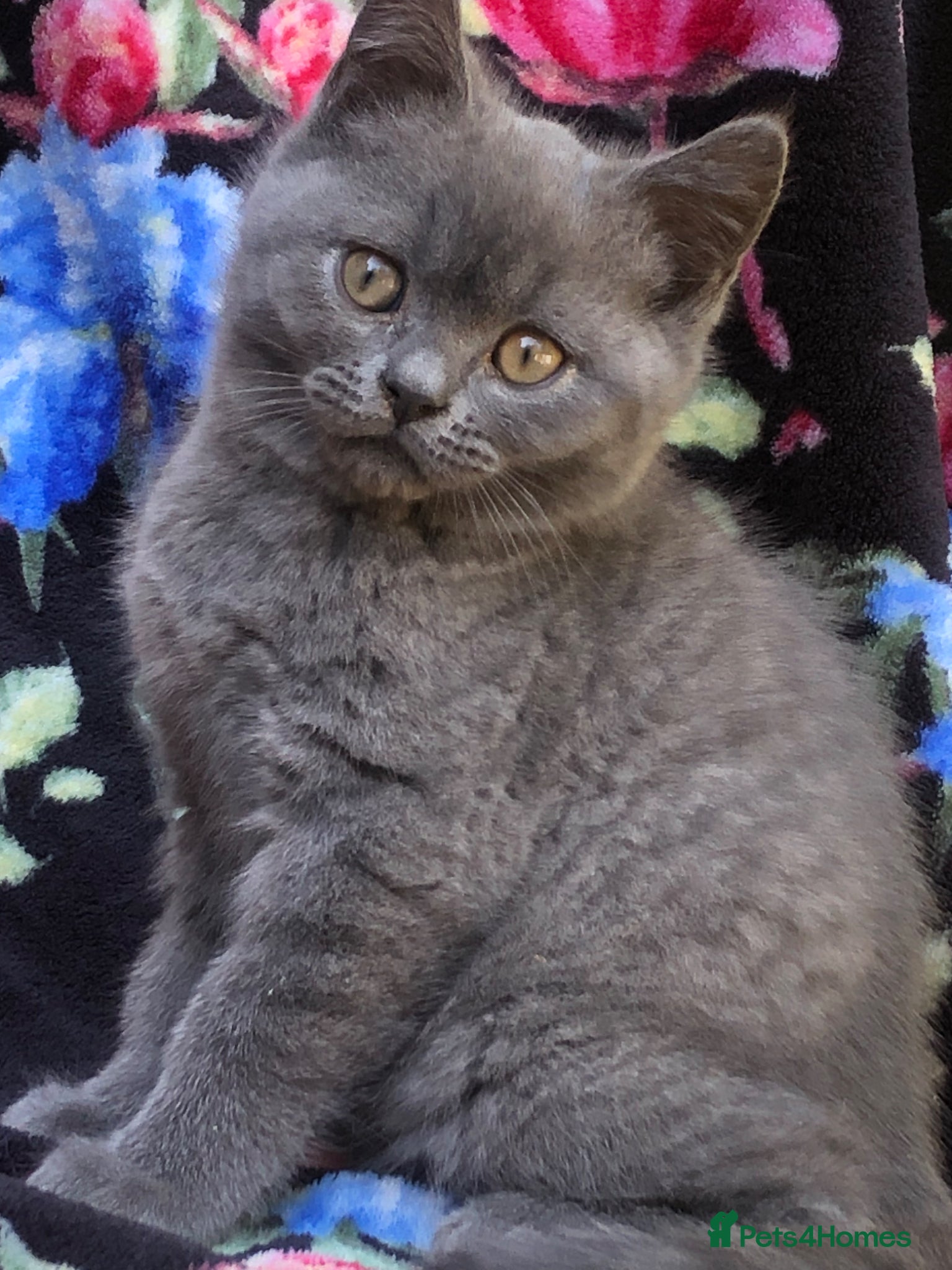 British Shorthair cats for sale: BSH Blue kittens  in Salford - Advert 6
