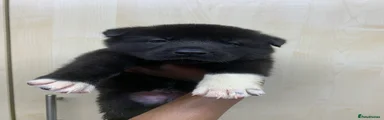 Akita 3
