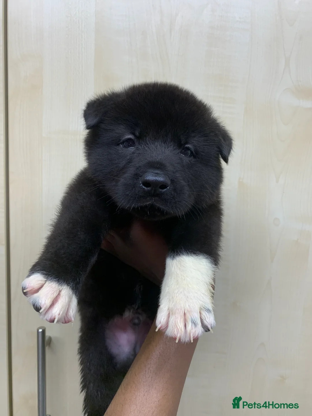 Akita dogs for sale: American Akita puppies 🐾 - Advert 2
