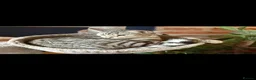 Bengal cats for sale: Stunning Silver Tabby Bengal - Advert 5