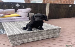 Cocker Spaniel dogs for sale: Cocker spaniel pups - Image 5