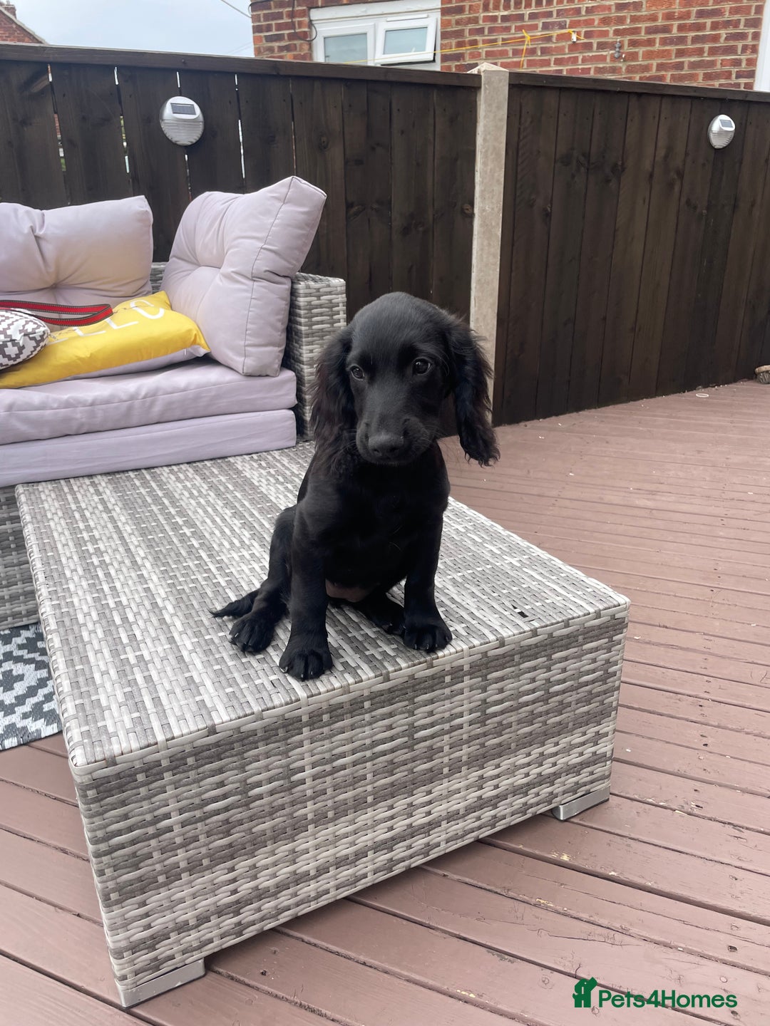 Cocker Spaniel dogs for sale: Cocker spaniel pups - Image 5