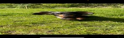 Dachshund dogs for sale: Mini Long hair Dachshund - Advert 7