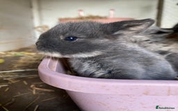 Mini Lion Lop rabbits for sale: 4 Baby Mini-Lops for sale - Image 5