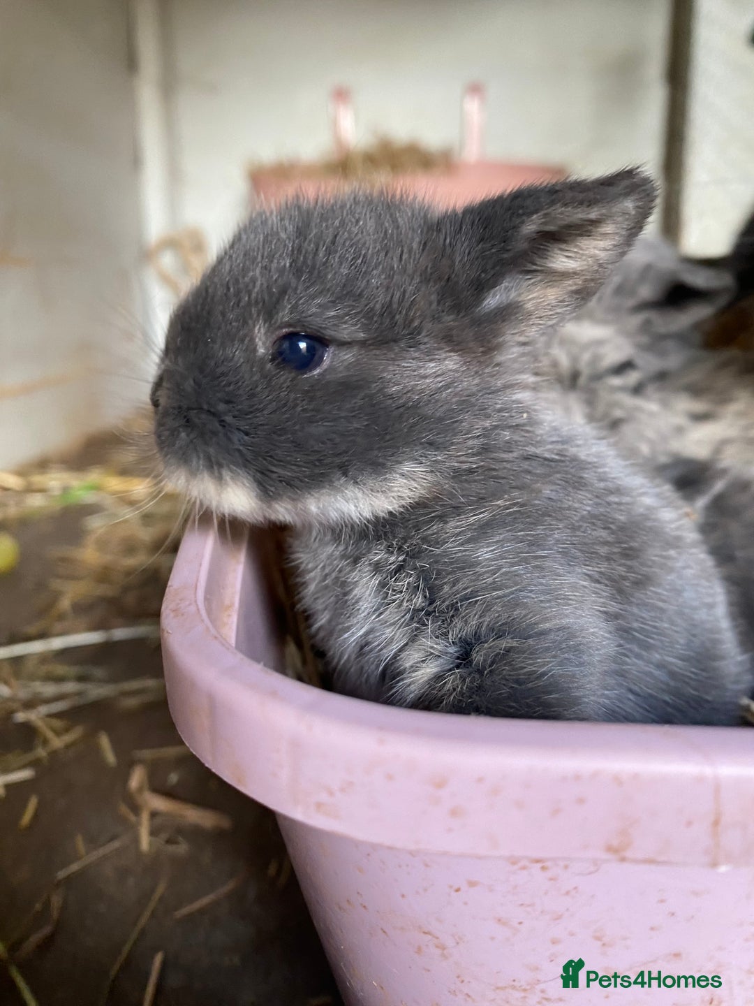 Mini Lion Lop rabbits for sale: 4 Baby Mini-Lops for sale - Image 5
