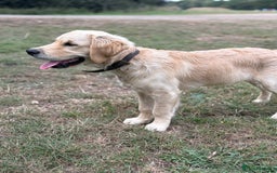 Golden Retriever dogs for sale: Golden retriever  - Image 3