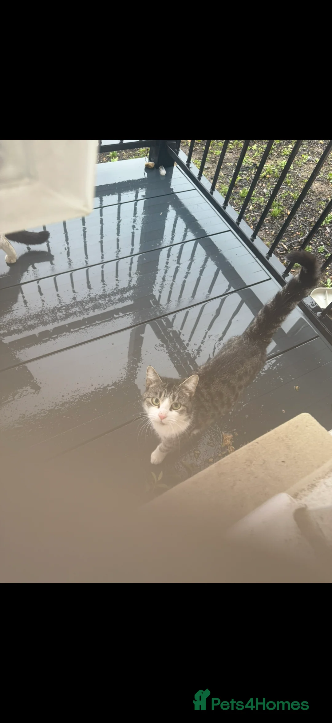 British Shorthair cats for sale: Magical kitty - Advert 7