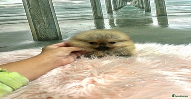 Pomeranian dogs - Advert 6