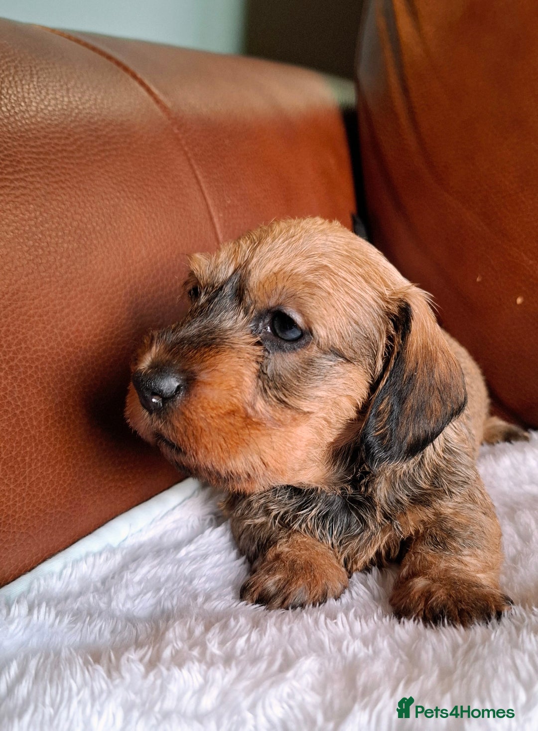 Miniature Dachshund dogs for sale: Gorgeous Mini-Wire Dachsund Puppies  - Advert 11