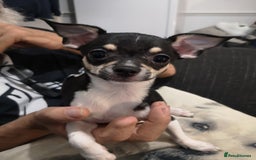 Chihuahua dogs for sale: Gorgeous tiny chibuahuas - Image 26