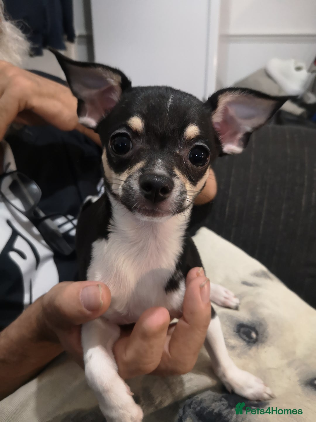 Chihuahua dogs for sale: Gorgeous tiny chibuahuas - Image 26