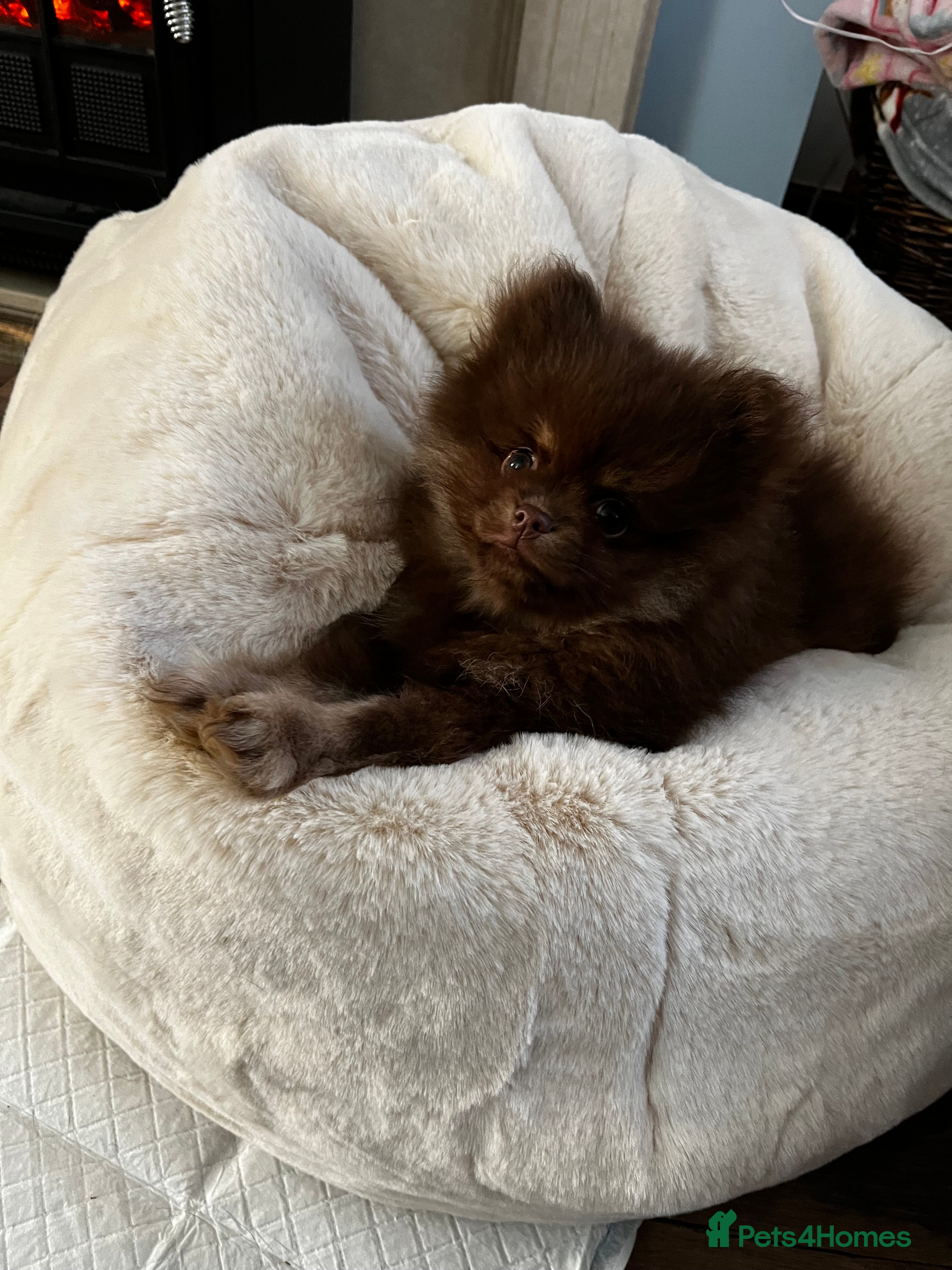 Pomeranian dogs READY NOW Super fluffy adorable Pomeranians  - Advert 2