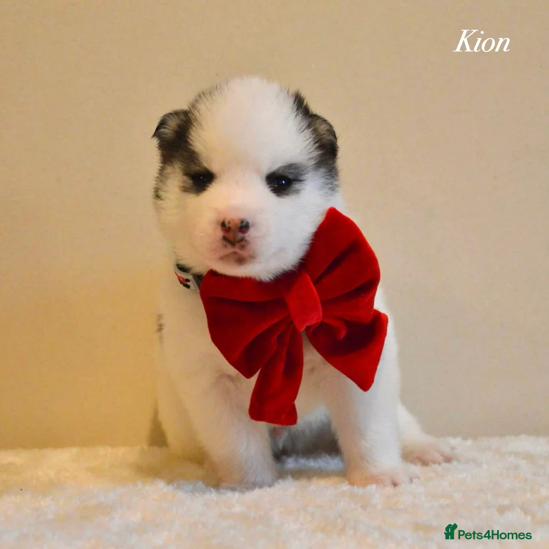 Pomsky dogs for sale: F2 Pomsky Puppies – Luna’s Pride Litter  - Advert 21