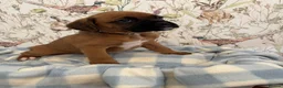 Boxer dogs for sale: Beautiful boxer puppies for sale  - Advert 13
