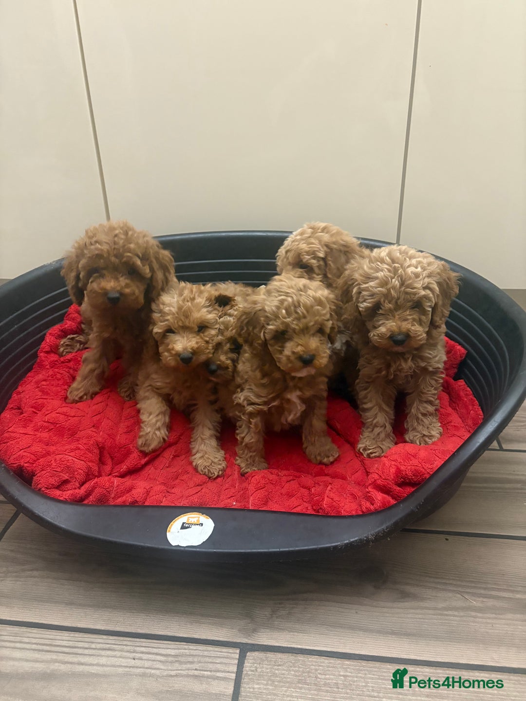 Miniature Poodle dogs for sale: Miniature poodle puppies  - Advert 10