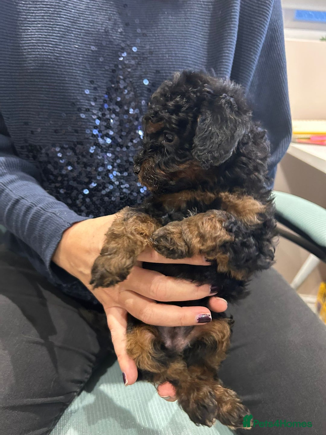 Goldendoodle dogs for sale: Mini Goldendoodles - Advert 3