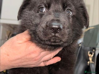 German Shepherd dogs Stunning German shepherds - Advert 18