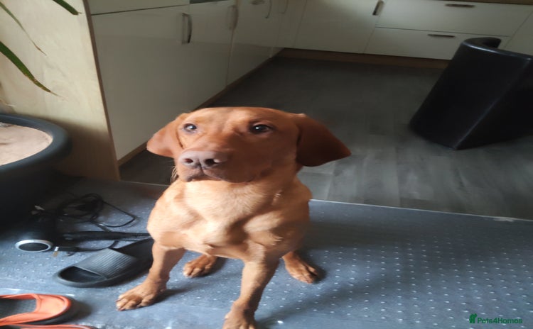 Mixed Breed dogs - Advert 1