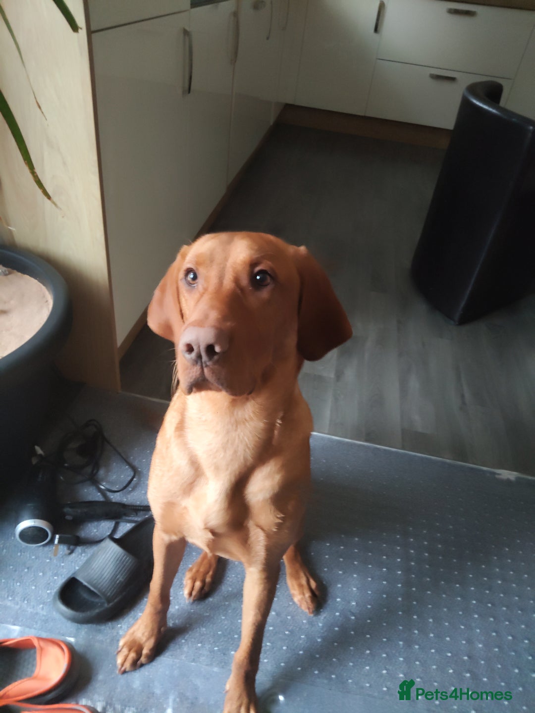 Mixed Breed dogs for sale: Vizlador for sale - Image 1