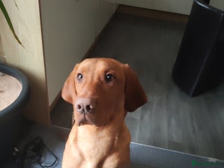Mixed Breed dogs for sale - Advert 1