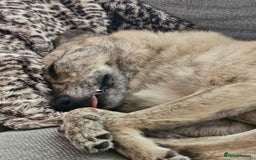 Mixed Breed dogs for sale: Free - 5 Year Old Romanian Rescue Needs Home - Image 6