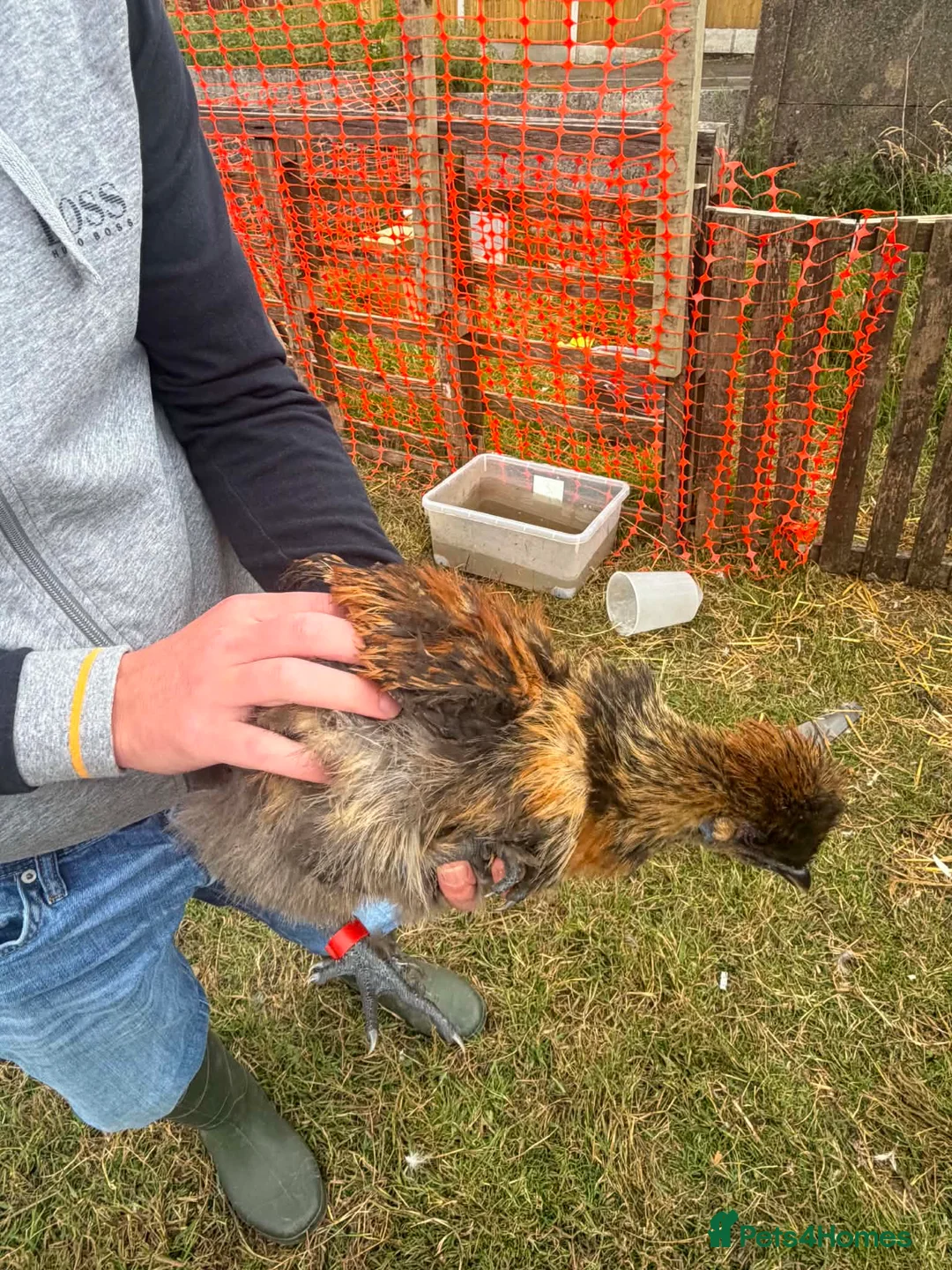 Chickens poultry for sale: Silkie cockerel  - Advert 2