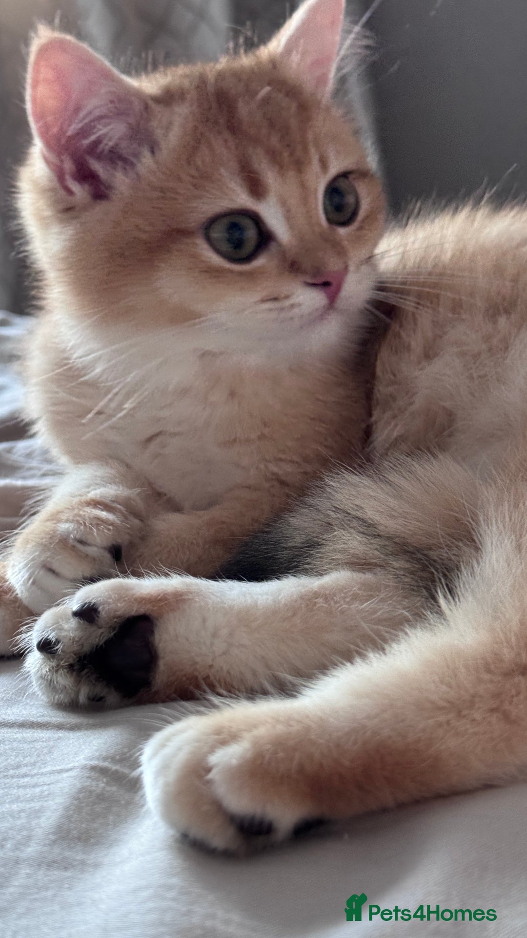 British Shorthair cats for sale: GCCF BSH ONE BOY READY TO GO GOLDEN BLACK TIPPED  - Advert 11