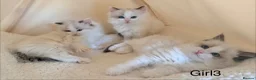 Ragdoll cats for sale: Stunning champion line Ragdoll kittens - Advert 2