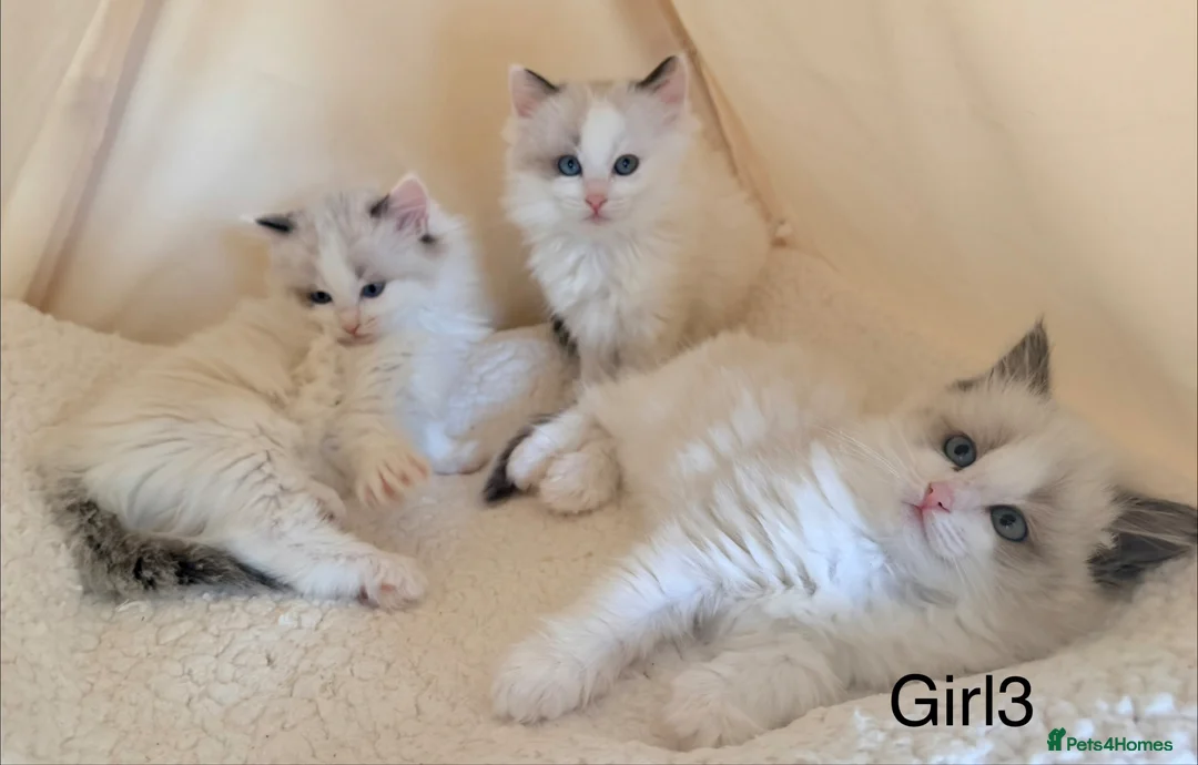 Ragdoll cats for sale: Stunning champion line Ragdoll kittens - Advert 2