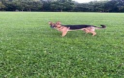 German Shepherd dogs for sale: 11 month German shepard - Image 1