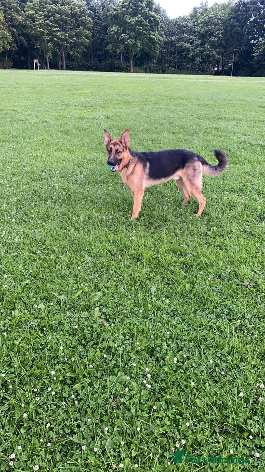 German Shepherd dogs for sale: 11 month German shepard - Image 1