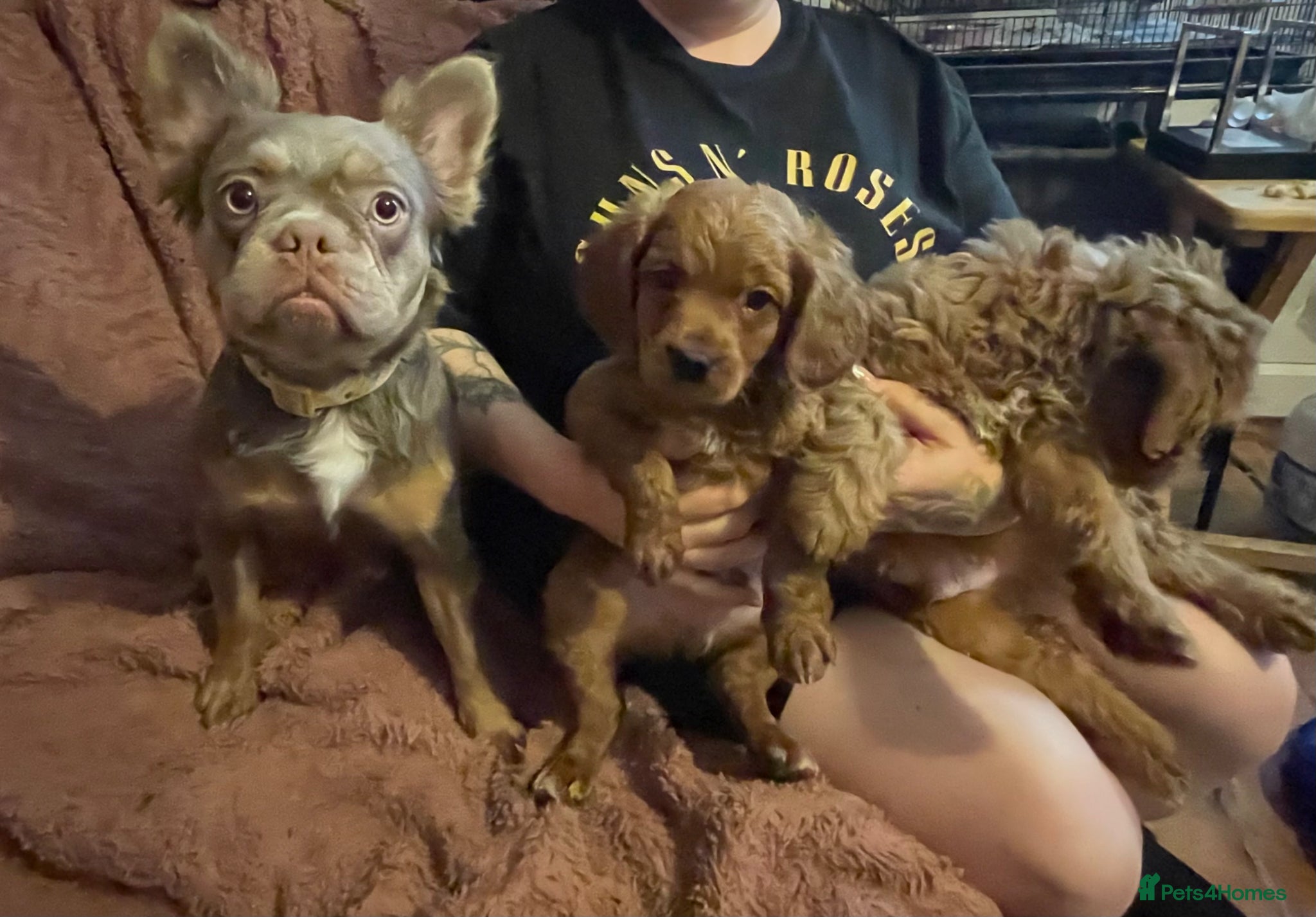 Mixed Breed dogs Stunning little cockerpoo lookalike boys  - Advert 1