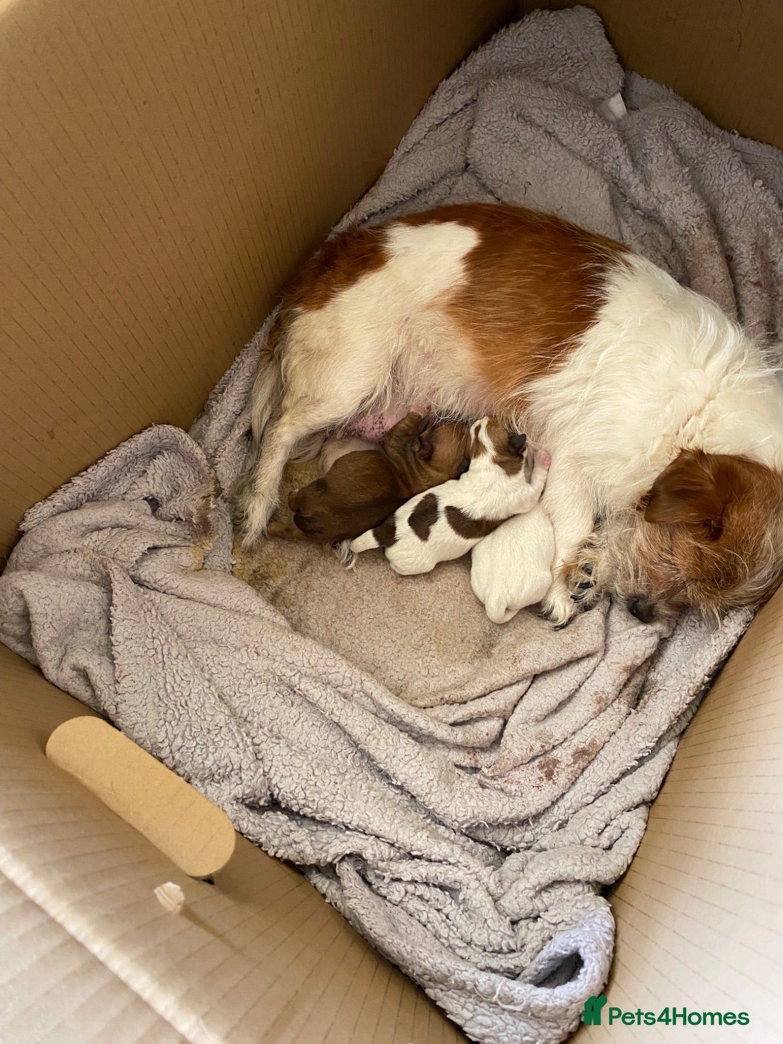 Mixed Breed dogs Jack Russell x puppies  - Advert 4