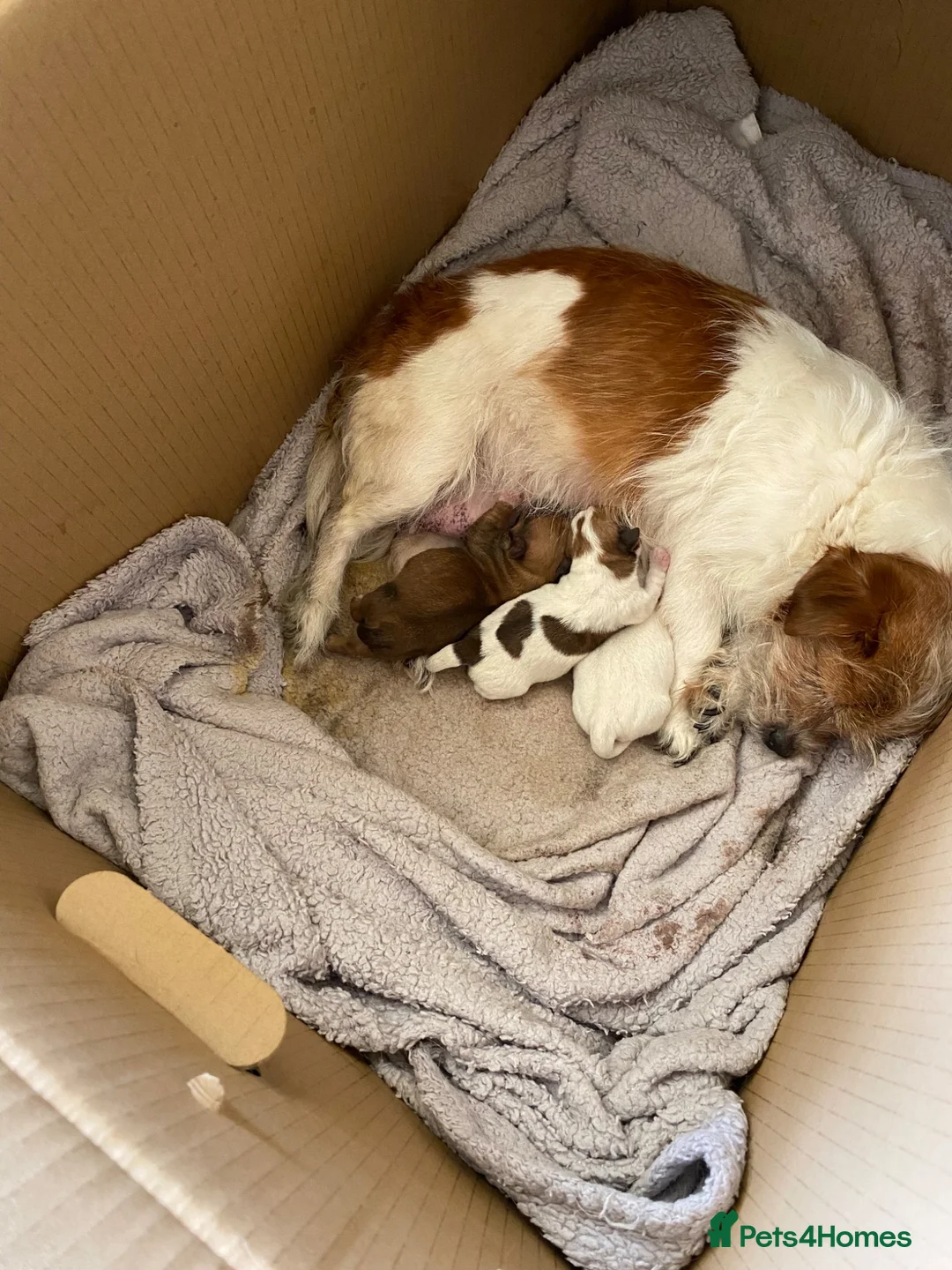 Mixed Breed dogs for sale: Jack Russell x puppies  - Advert 1