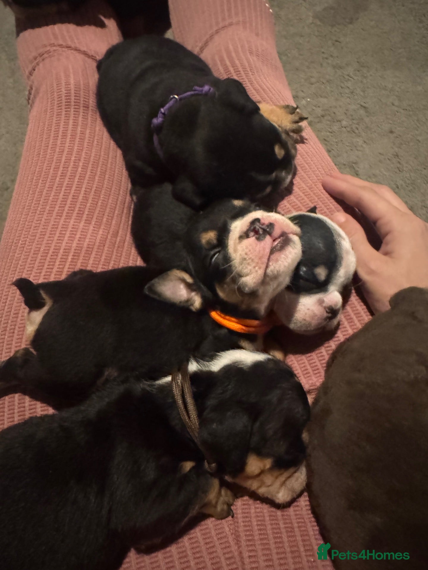English Bulldog dogs Last Little Bulldog Girl – Ready 11th Oct 🩷 - Advert 9