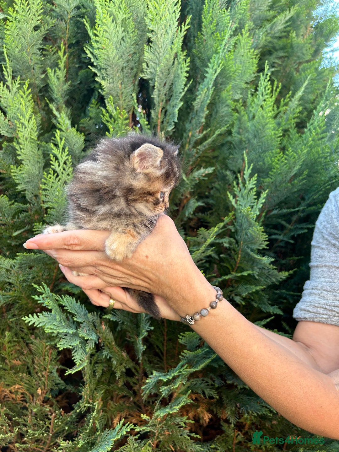 Scottish Fold cats for sale: Adorable Scottish Fold Mix Kittens - Image 3