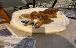 Cavalier King Charles Spaniel dogs for sale: Stunning Cavalier king Charles Spanniel Puppies - Advert 10