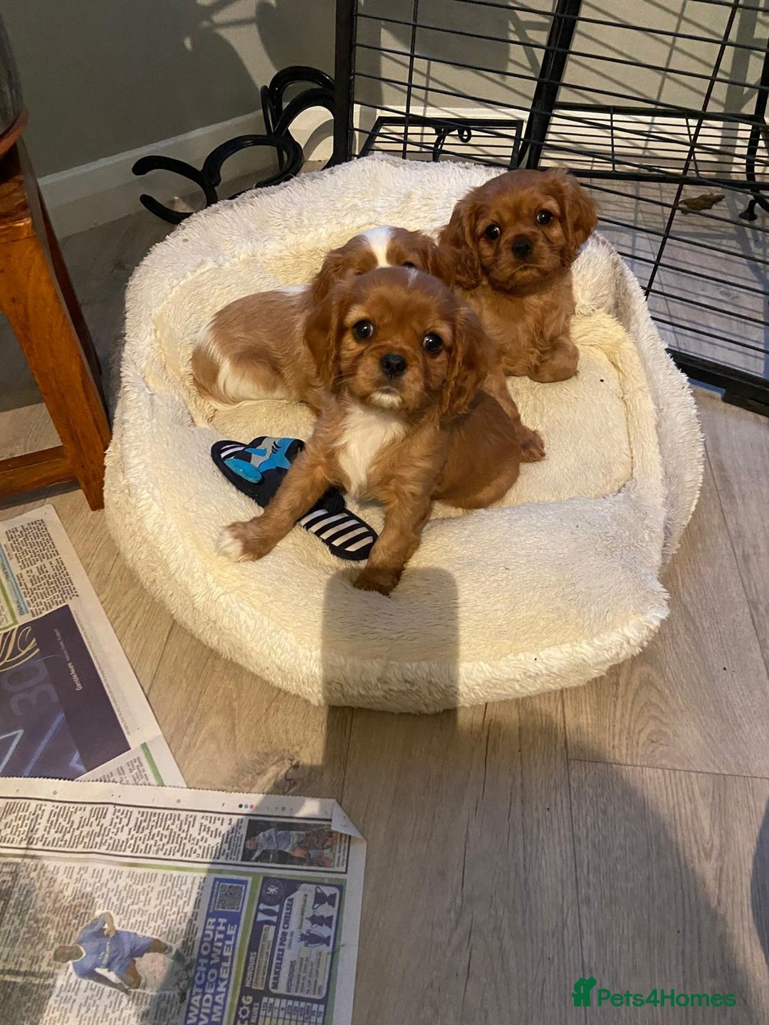Cavalier King Charles Spaniel dogs for sale: Stunning Cavalier king Charles Spanniel Puppies - Advert 10