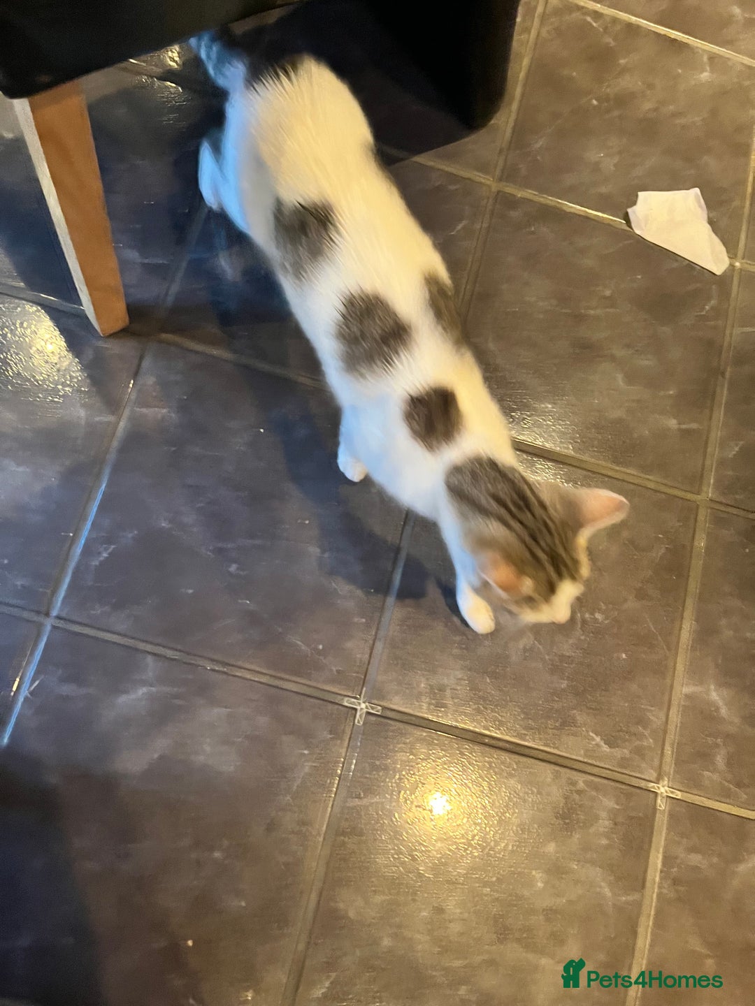 Mixed Breed cats for sale: Kittens  - Advert 1