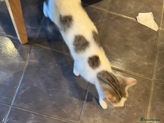 Mixed Breed cats Kittens - Advert 1