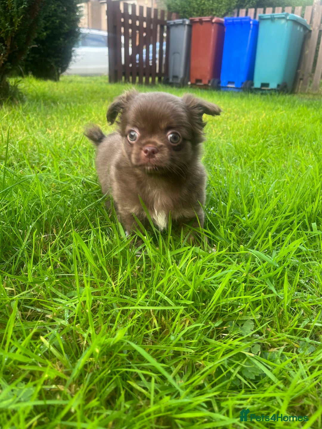 Chihuahua dogs for sale: Long haired chihuahua boy  - Image 8