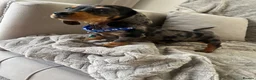 Miniature Dachshund dogs for sale: Miniature Dachshund  - Advert 14