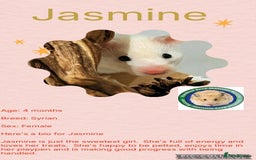 Hamster rodents for sale: Hamsters for adoption  - Image 9