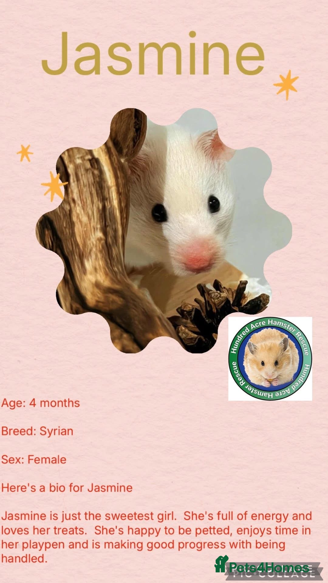 Hamster rodents for sale: Hamsters for adoption  - Image 9