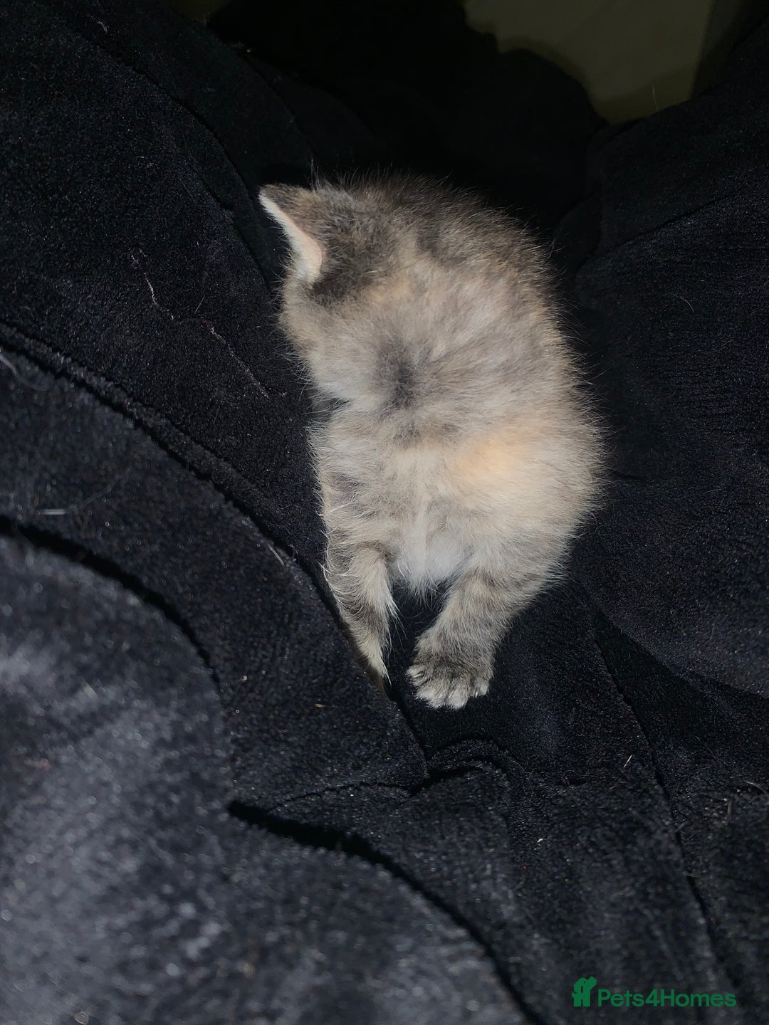 Mixed Breed cats for sale: beautiful kittens grey & ginger tortie and tabby - Advert 15