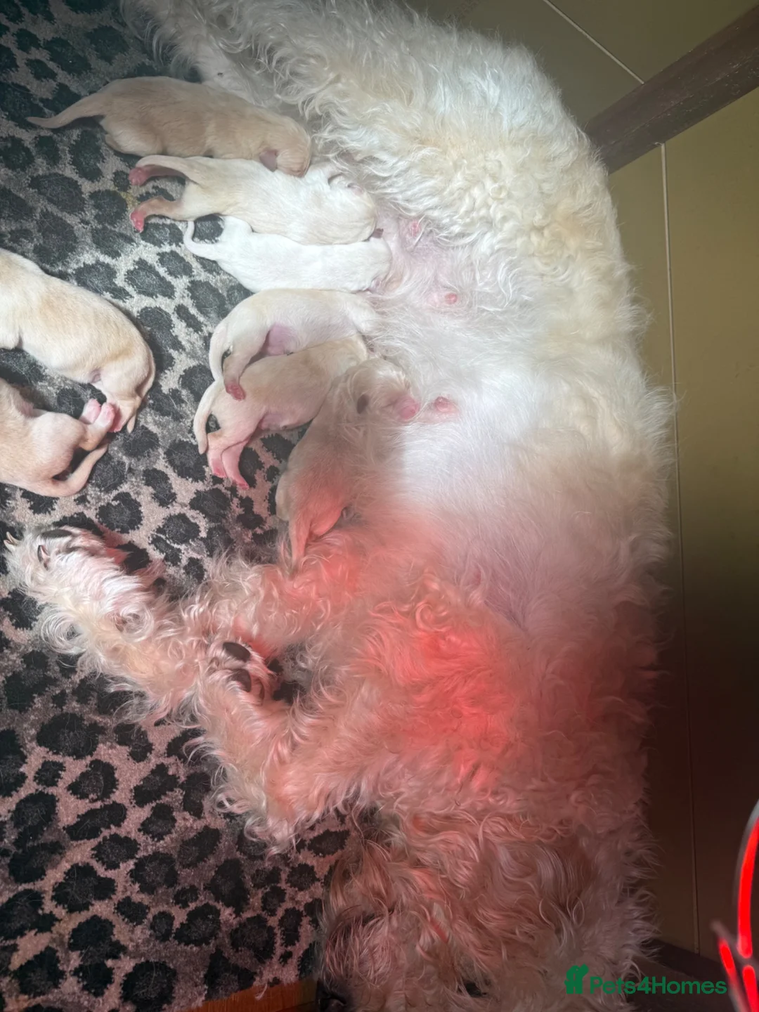 Labradoodle dogs for sale: Labradoodle puppies  - Advert 28